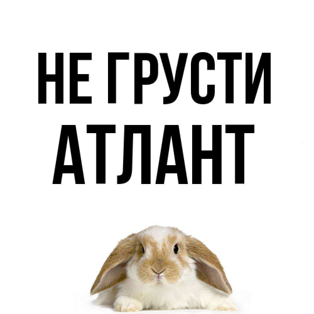 Открытка на каждый день с именем, Атлант Не грусти коричнево белый заяц с большими ушками Прикольная открытка с пожеланием онлайн скачать бесплатно 