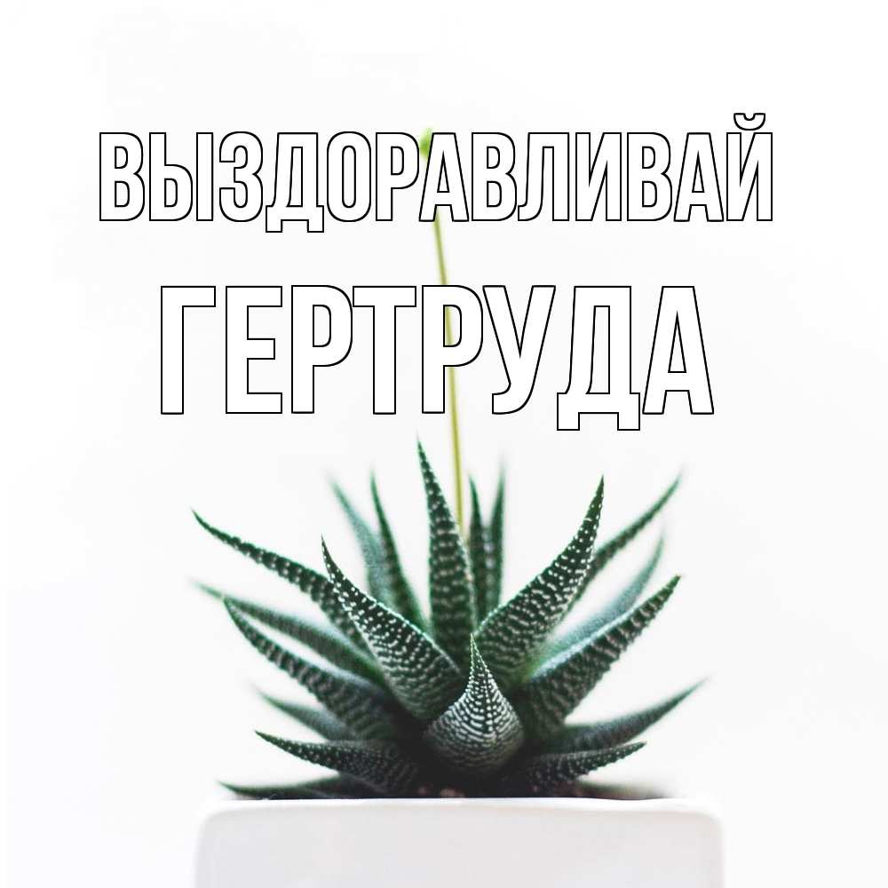 Открытка на каждый день с именем, Гертруда Выздоравливай короче это непонятная колючка Прикольная открытка с пожеланием онлайн скачать бесплатно 