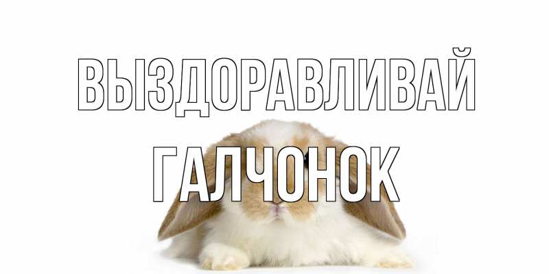 Картинка Выздоравливай, галчонок