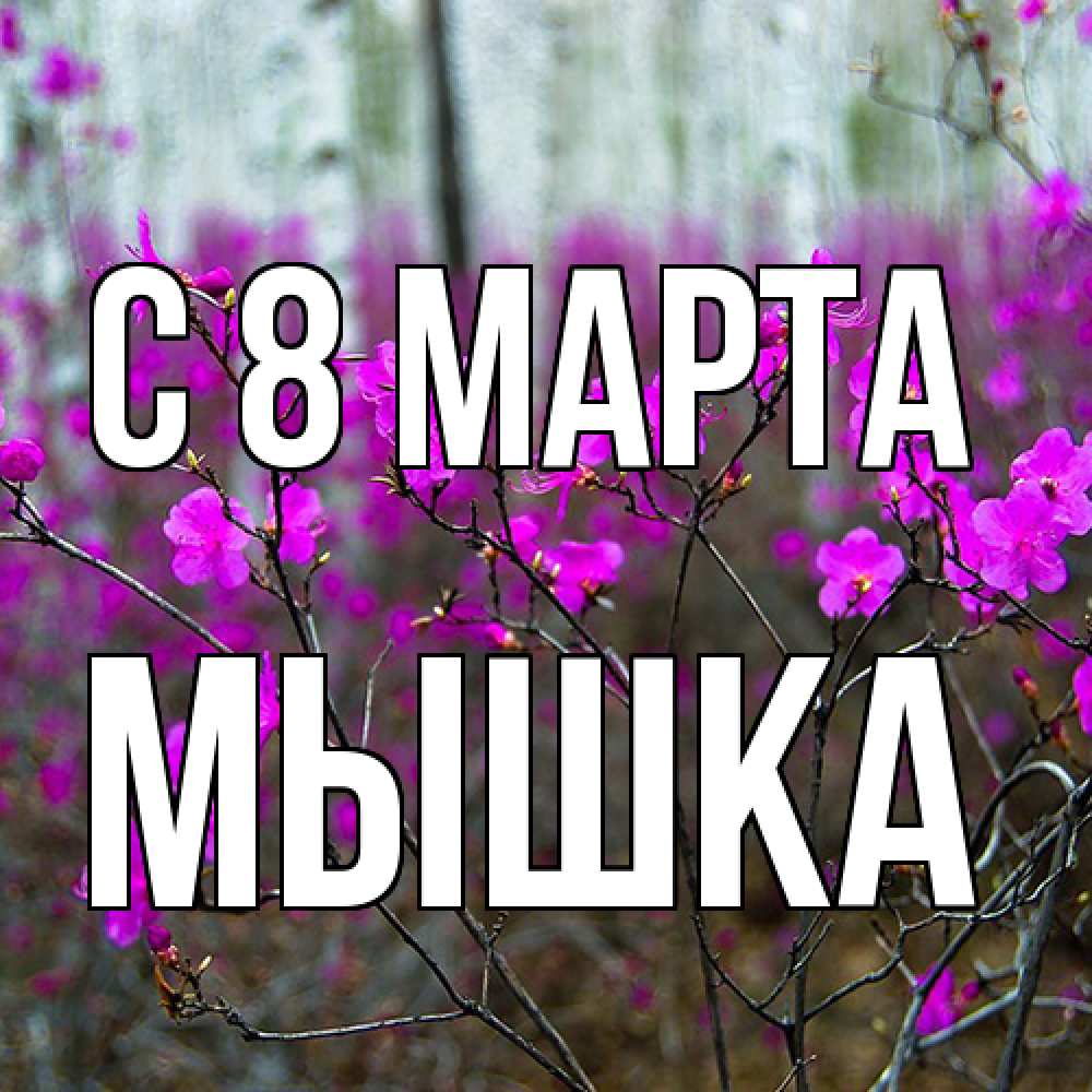 Открытка на каждый день с именем, Мышка C 8 МАРТА дикие цветы Прикольная открытка с пожеланием онлайн скачать бесплатно 
