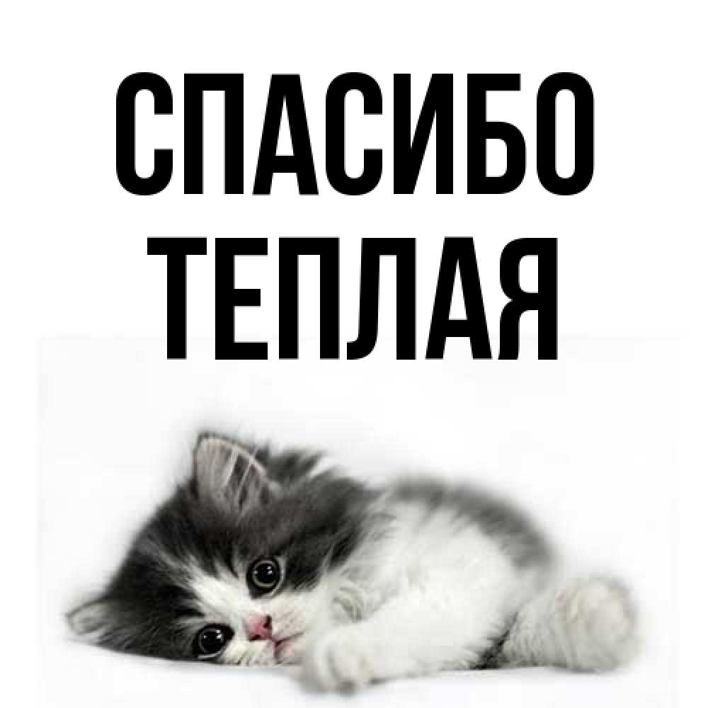Открытка на каждый день с именем, теплая Спасибо черный и белый кот Прикольная открытка с пожеланием онлайн скачать бесплатно 