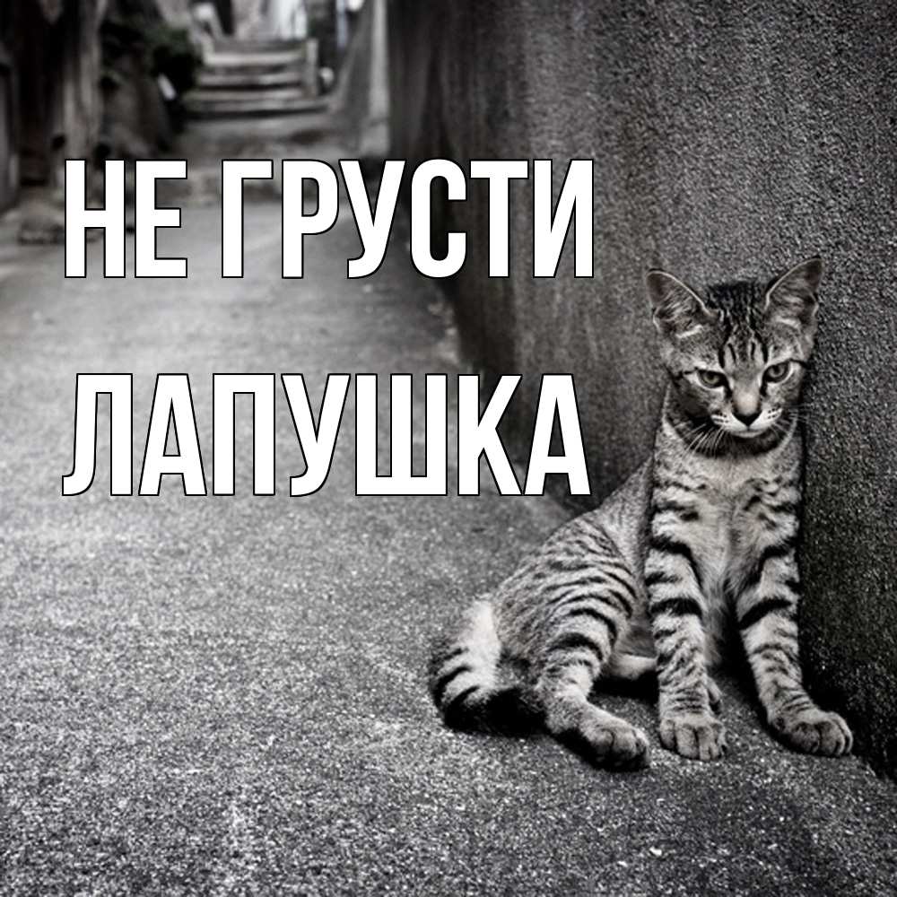 Открытка на каждый день с именем, лапушка Не грусти скучающий котик Прикольная открытка с пожеланием онлайн скачать бесплатно 