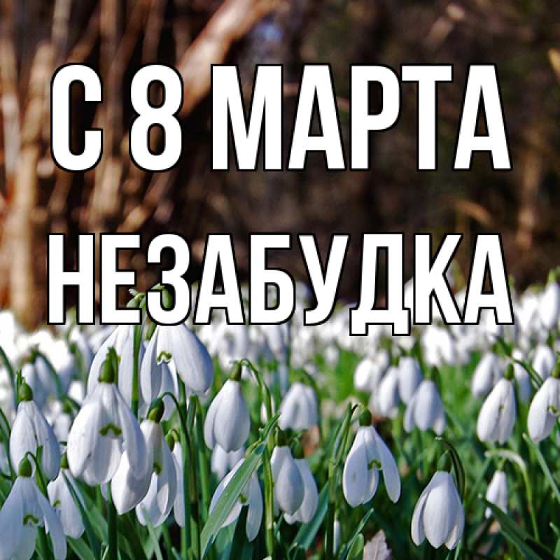 Картинка C 8 МАРТА, Незабудка