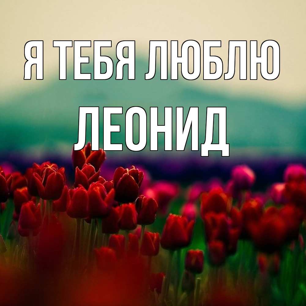 Открытка на каждый день с именем, Леонид Я тебя люблю тюльпаны 4 Прикольная открытка с пожеланием онлайн скачать бесплатно 