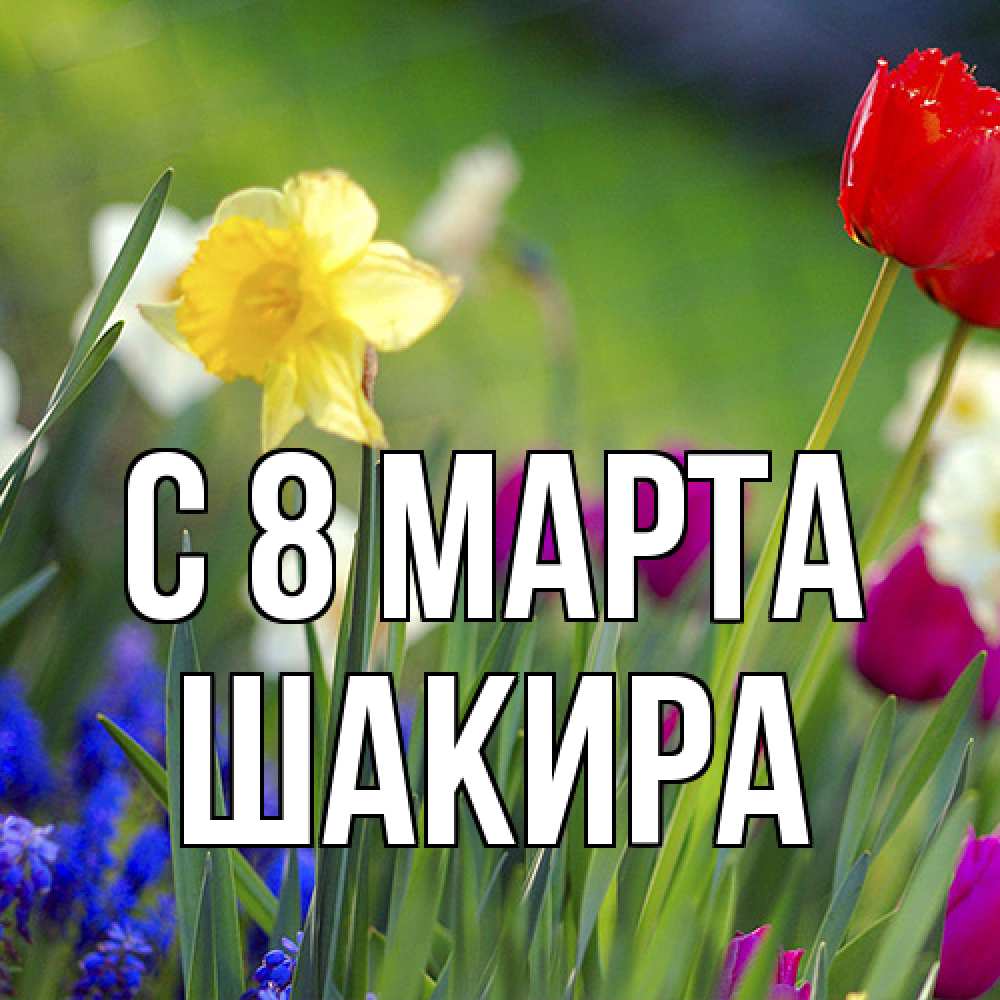 Открытка на каждый день с именем, Шакира C 8 МАРТА международный женский день 3 Прикольная открытка с пожеланием онлайн скачать бесплатно 