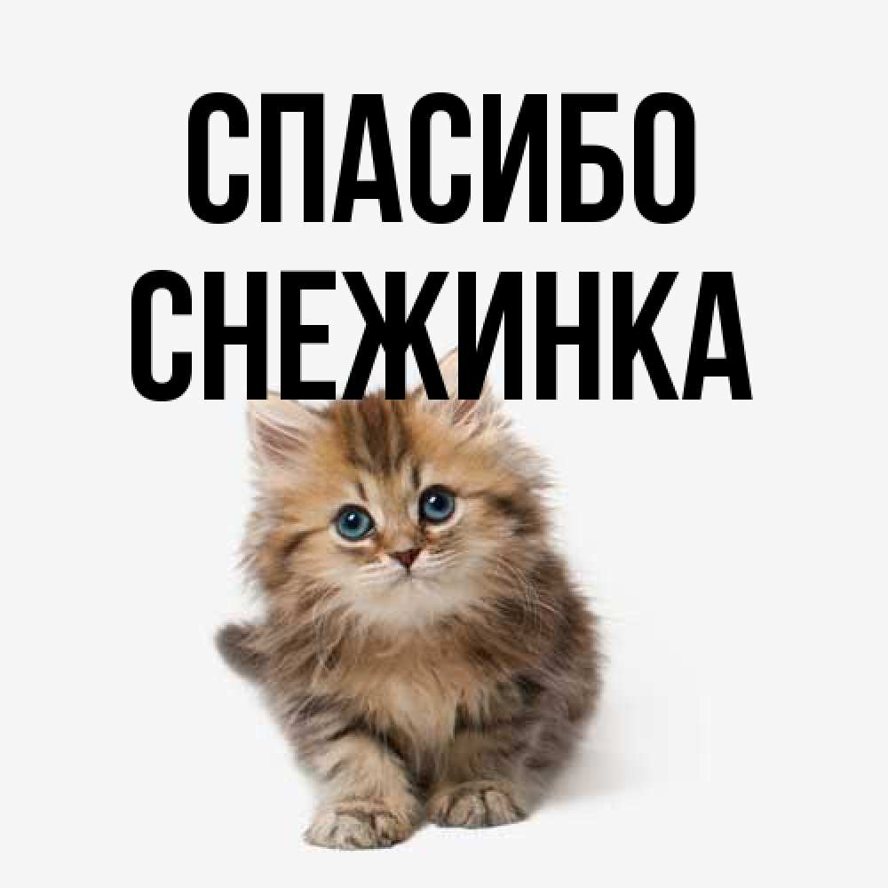 Открытка на каждый день с именем, Снежинка Спасибо пушистый котик Прикольная открытка с пожеланием онлайн скачать бесплатно 