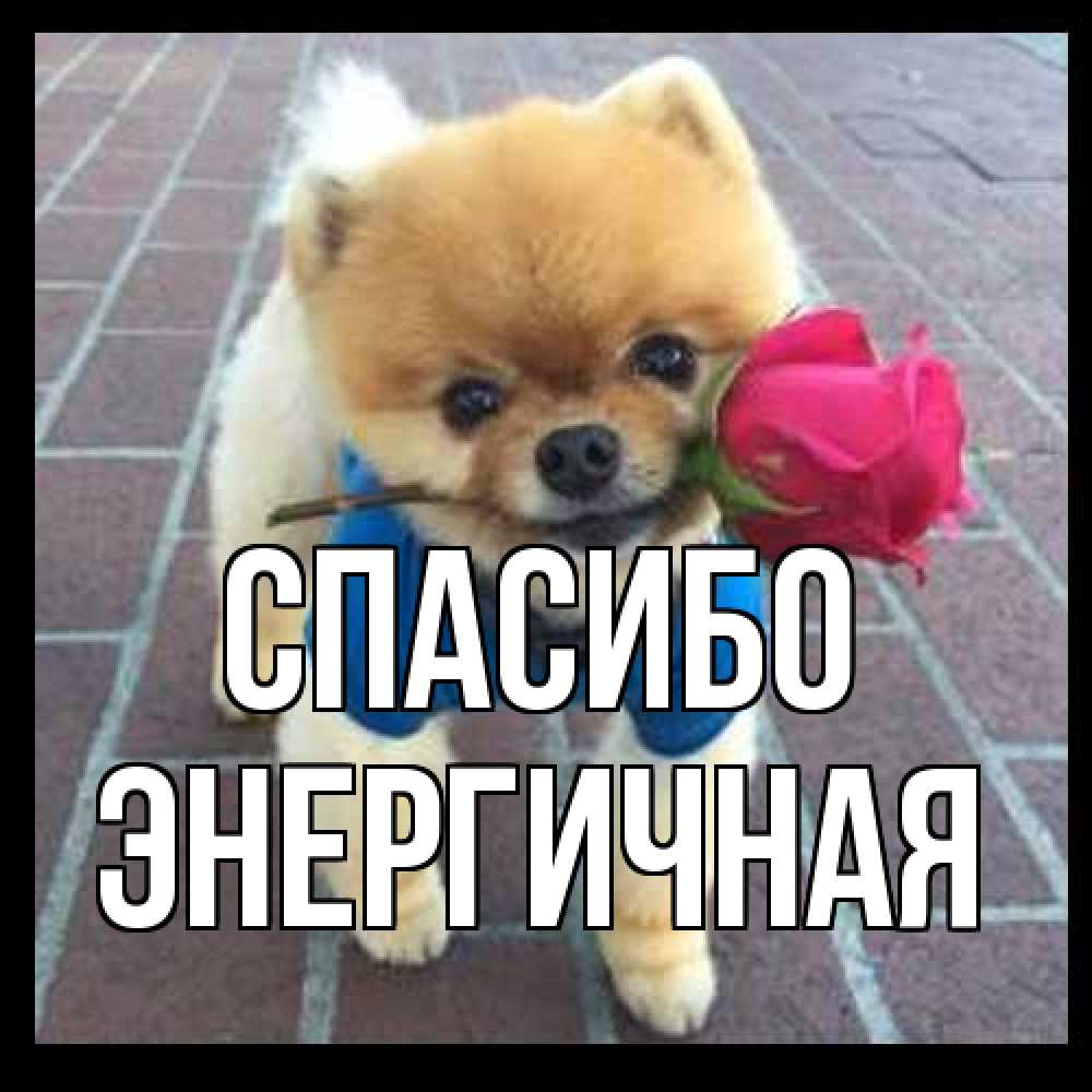 Открытка на каждый день с именем, Энергичная Спасибо спасибо и дарю тебе цветок Прикольная открытка с пожеланием онлайн скачать бесплатно 