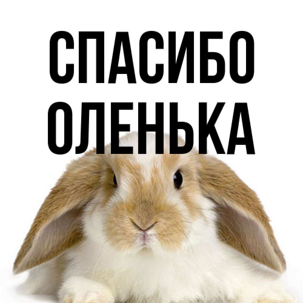 Открытка на каждый день с именем, Оленька Спасибо коричнево белый заяц Прикольная открытка с пожеланием онлайн скачать бесплатно 