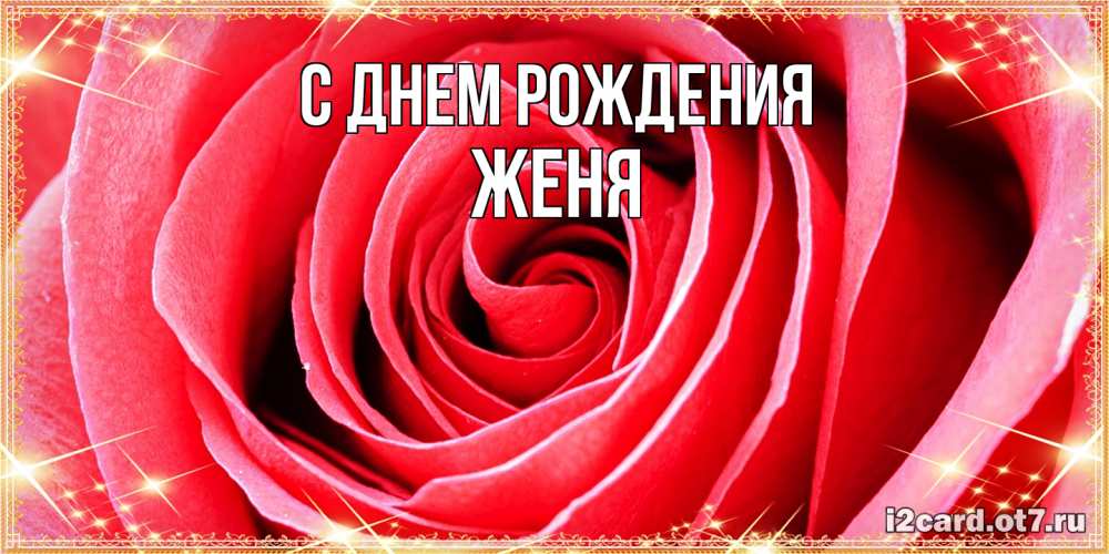 Открытка на каждый день с именем, Женя С днем рождения розовая роза очень крупный бутон Прикольная открытка с пожеланием онлайн скачать бесплатно 