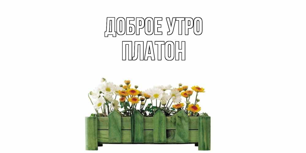 Открытка на каждый день с именем, Платон Доброе утро цветы Прикольная открытка с пожеланием онлайн скачать бесплатно 