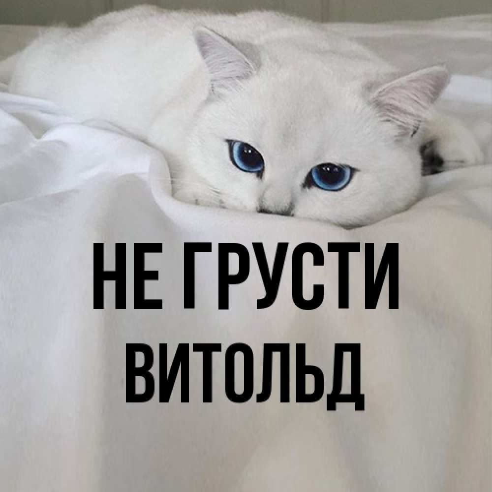 Открытка на каждый день с именем, Витольд Не грусти Голубоглазая кошка Прикольная открытка с пожеланием онлайн скачать бесплатно 