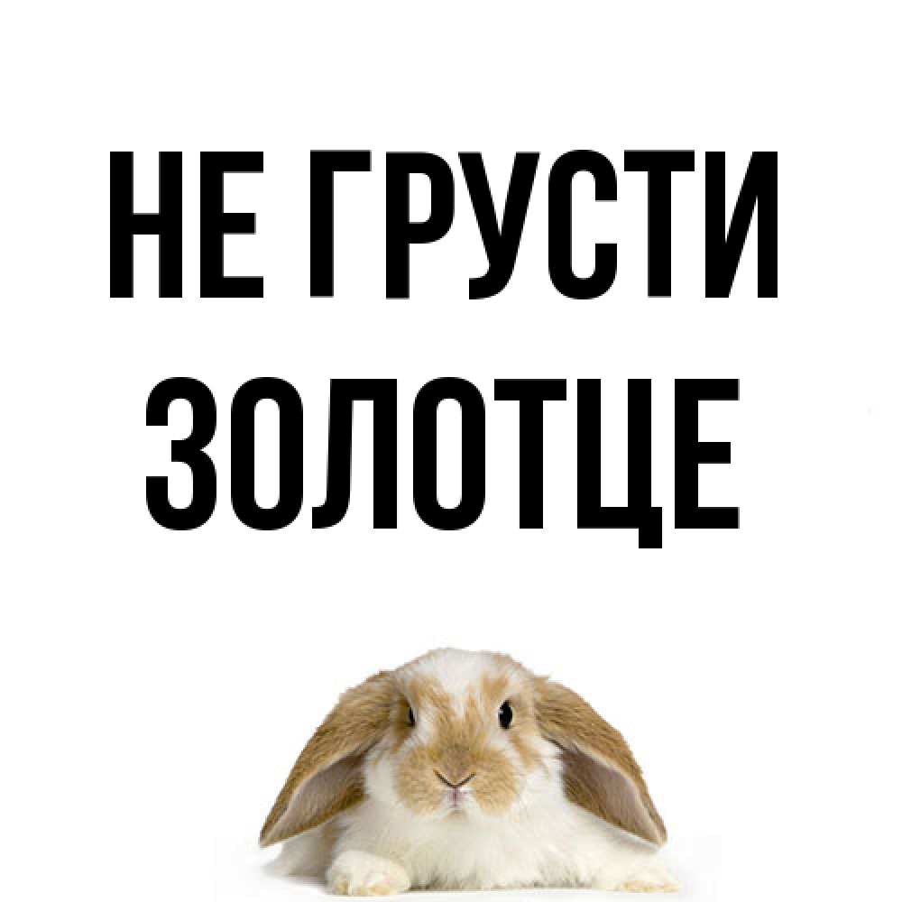 Открытка на каждый день с именем, Золотце Не грусти коричнево белый заяц с большими ушками Прикольная открытка с пожеланием онлайн скачать бесплатно 
