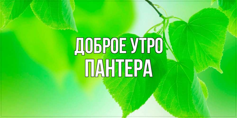 Открытка на каждый день с именем, Пантера Доброе утро доброе утро с березовыми листьями Прикольная открытка с пожеланием онлайн скачать бесплатно 
