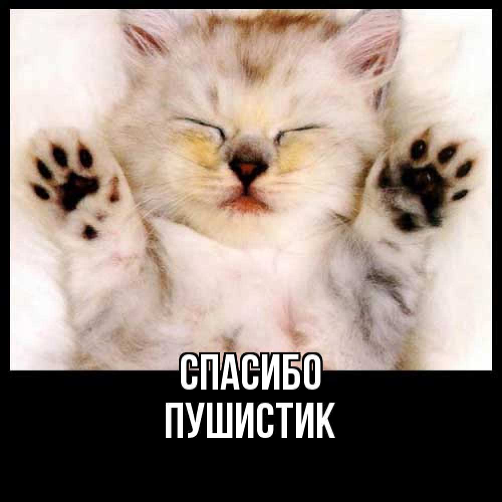 Открытка на каждый день с именем, Пушистик Спасибо маленький котенок Прикольная открытка с пожеланием онлайн скачать бесплатно 