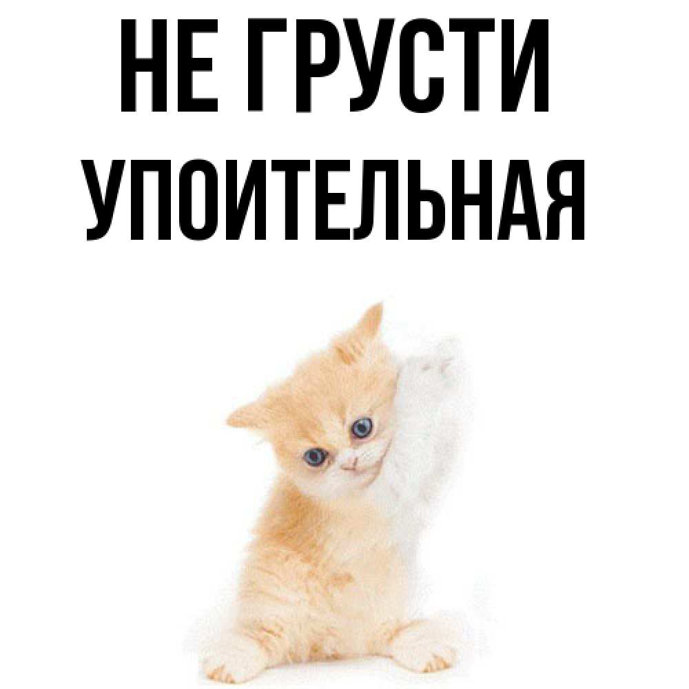 Открытка на каждый день с именем, Упоительная Не грусти просящий кот Прикольная открытка с пожеланием онлайн скачать бесплатно 