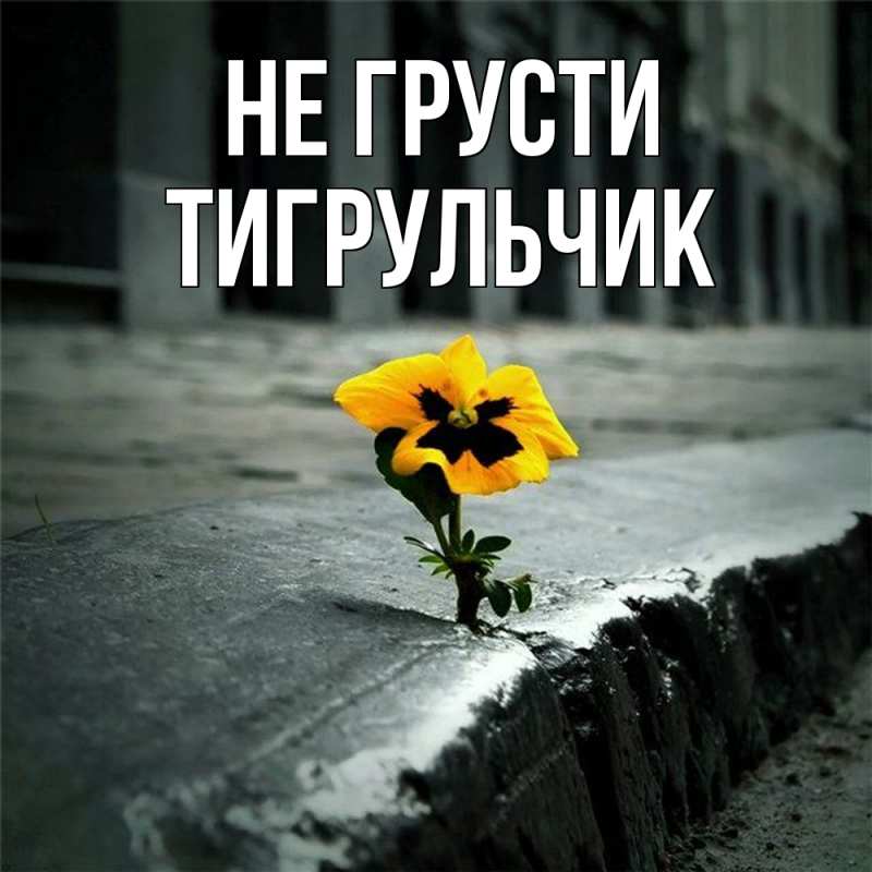 Картинка Не грусти, Тигpульчик