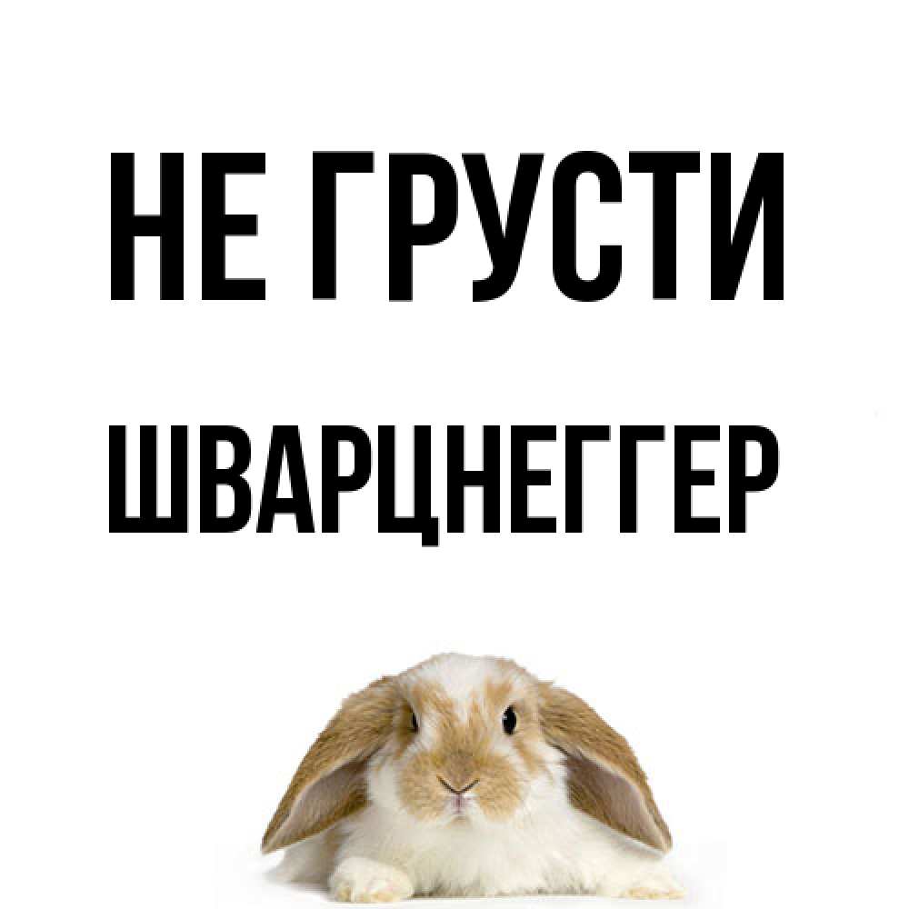 Открытка на каждый день с именем, Шварцнеггер Не грусти коричнево белый заяц с большими ушками Прикольная открытка с пожеланием онлайн скачать бесплатно 