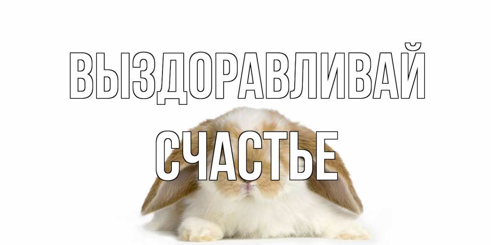 Открытка на каждый день с именем, счастье Выздоравливай вислоухий кролик белого и коричневого цвета Прикольная открытка с пожеланием онлайн скачать бесплатно 
