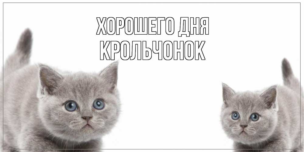 Открытка на каждый день с именем, Крольчонок Хорошего дня открытка с котами Прикольная открытка с пожеланием онлайн скачать бесплатно 