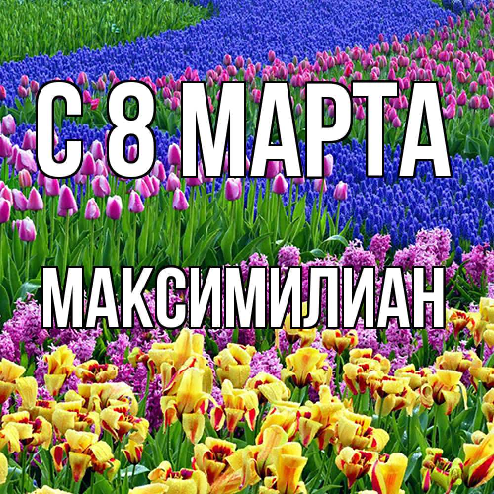 Открытка на каждый день с именем, Максимилиан C 8 МАРТА цветы Прикольная открытка с пожеланием онлайн скачать бесплатно 