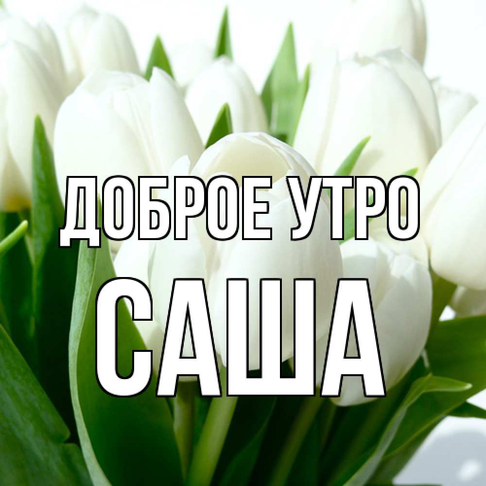 Открытка на каждый день с именем, Саша Доброе утро открытки на каждый день по именам Прикольная открытка с пожеланием онлайн скачать бесплатно 
