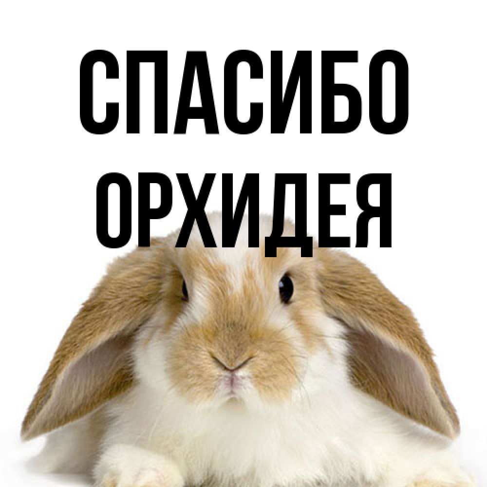 Открытка на каждый день с именем, Орхидея Спасибо коричнево белый заяц Прикольная открытка с пожеланием онлайн скачать бесплатно 