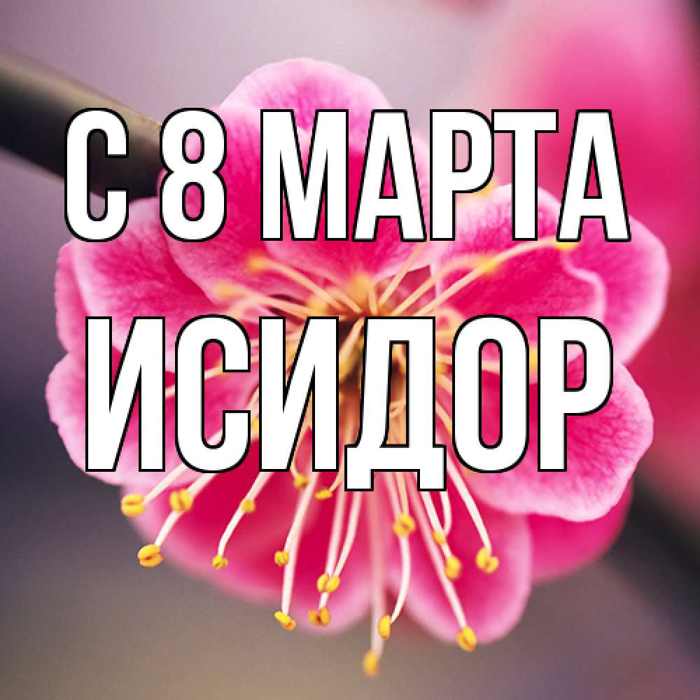Открытка на каждый день с именем, Исидор C 8 МАРТА цветы Прикольная открытка с пожеланием онлайн скачать бесплатно 