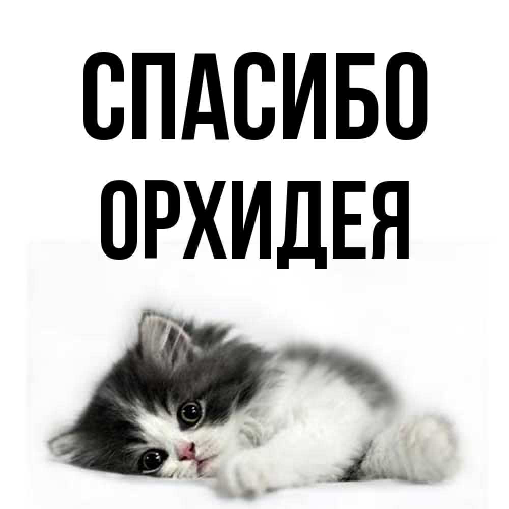 Открытка на каждый день с именем, Орхидея Спасибо черный и белый кот Прикольная открытка с пожеланием онлайн скачать бесплатно 