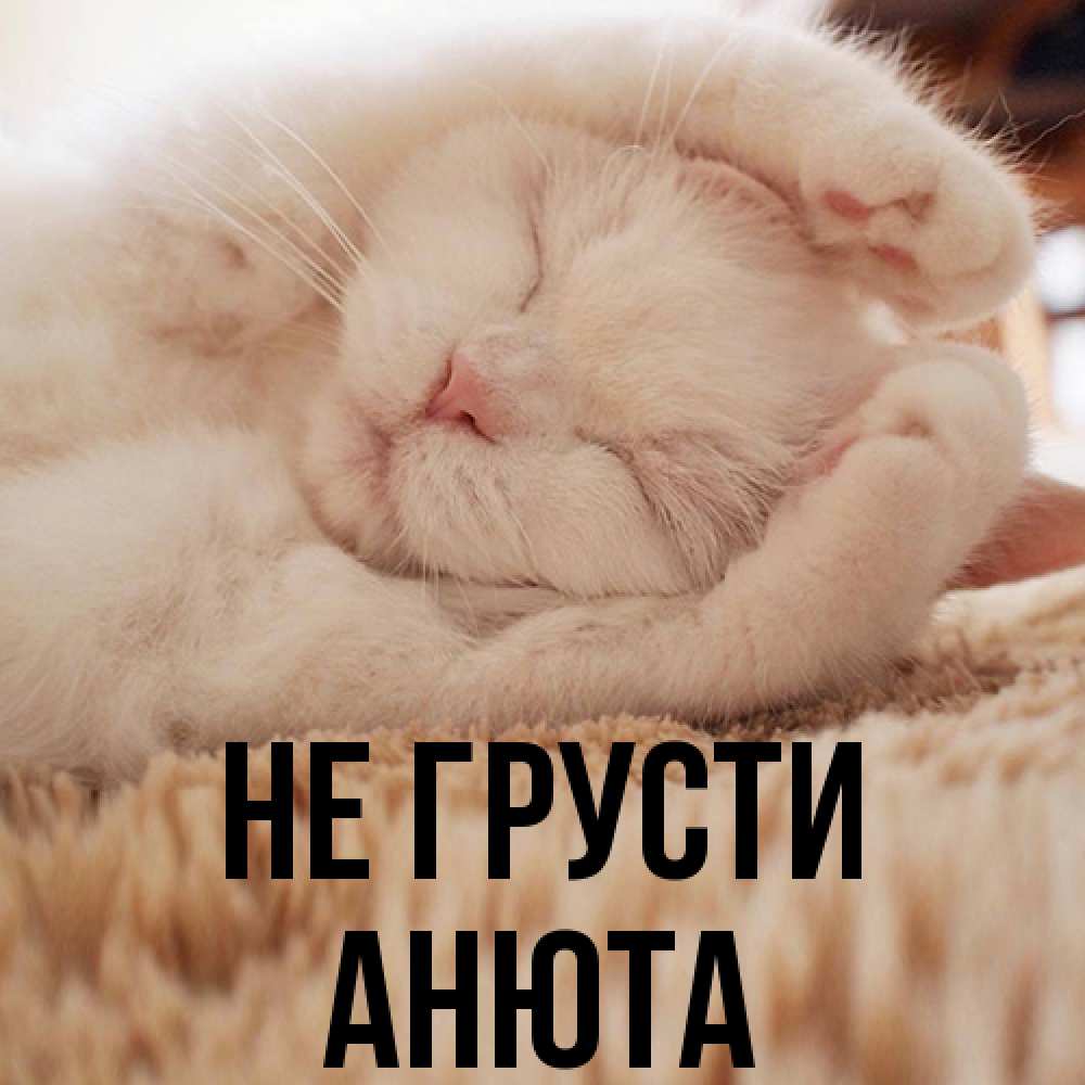 Открытка на каждый день с именем, Анюта Не грусти Котенок спит Прикольная открытка с пожеланием онлайн скачать бесплатно 