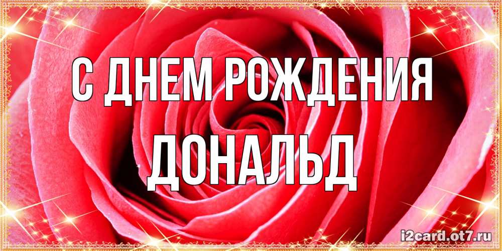 Открытка на каждый день с именем, Дональд С днем рождения розовая роза очень крупный бутон Прикольная открытка с пожеланием онлайн скачать бесплатно 