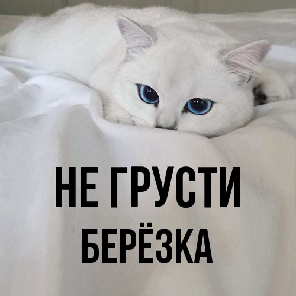 Открытка на каждый день с именем, Берёзка Не грусти Голубоглазая кошка Прикольная открытка с пожеланием онлайн скачать бесплатно 