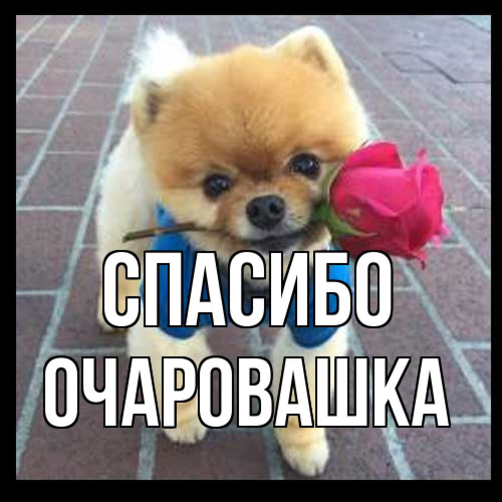 Открытка на каждый день с именем, Очаровашка Спасибо спасибо и дарю тебе цветок Прикольная открытка с пожеланием онлайн скачать бесплатно 