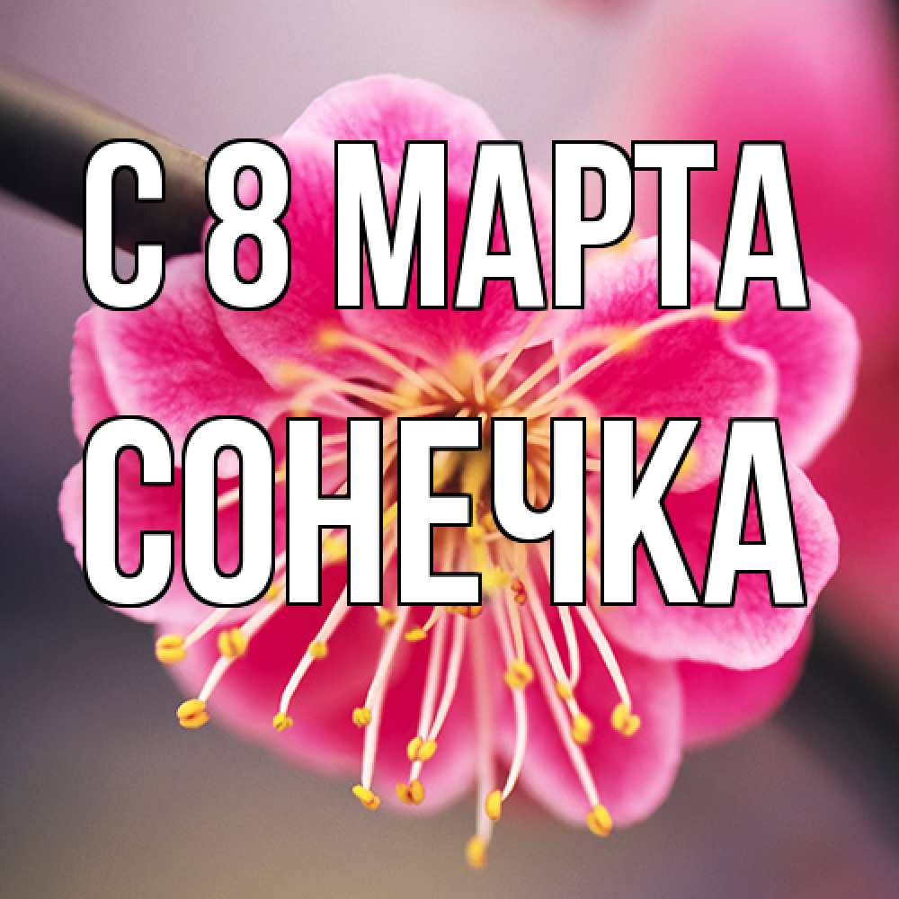 Открытка на каждый день с именем, Сонечка C 8 МАРТА цветы Прикольная открытка с пожеланием онлайн скачать бесплатно 