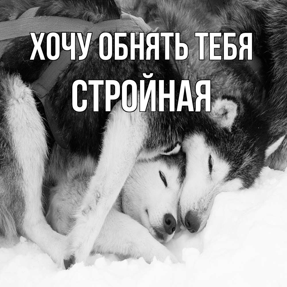 Открытка на каждый день с именем, Стpойная Хочу обнять тебя собачки в упряжке Прикольная открытка с пожеланием онлайн скачать бесплатно 