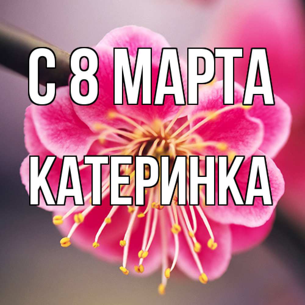 Открытка на каждый день с именем, Катеринка C 8 МАРТА цветы Прикольная открытка с пожеланием онлайн скачать бесплатно 