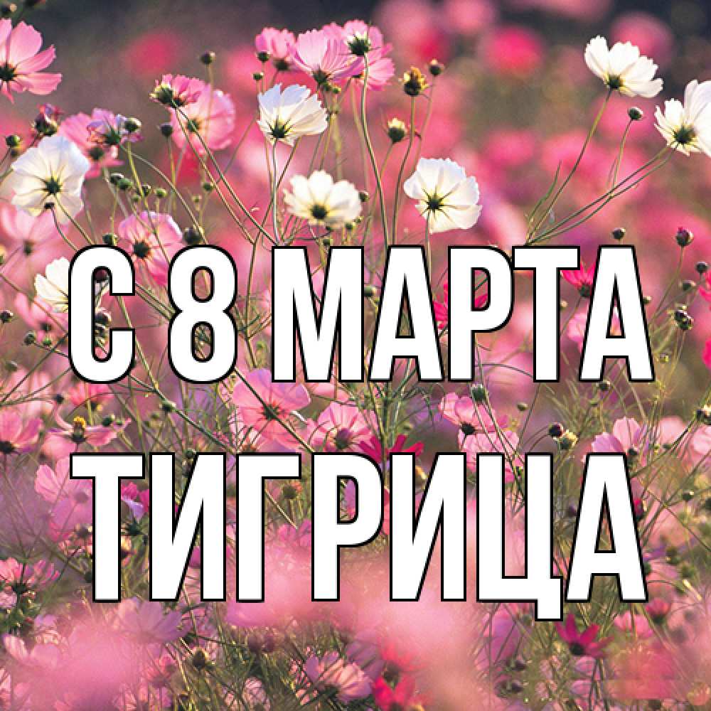 Открытка на каждый день с именем, Тигрица C 8 МАРТА красиво 1 Прикольная открытка с пожеланием онлайн скачать бесплатно 
