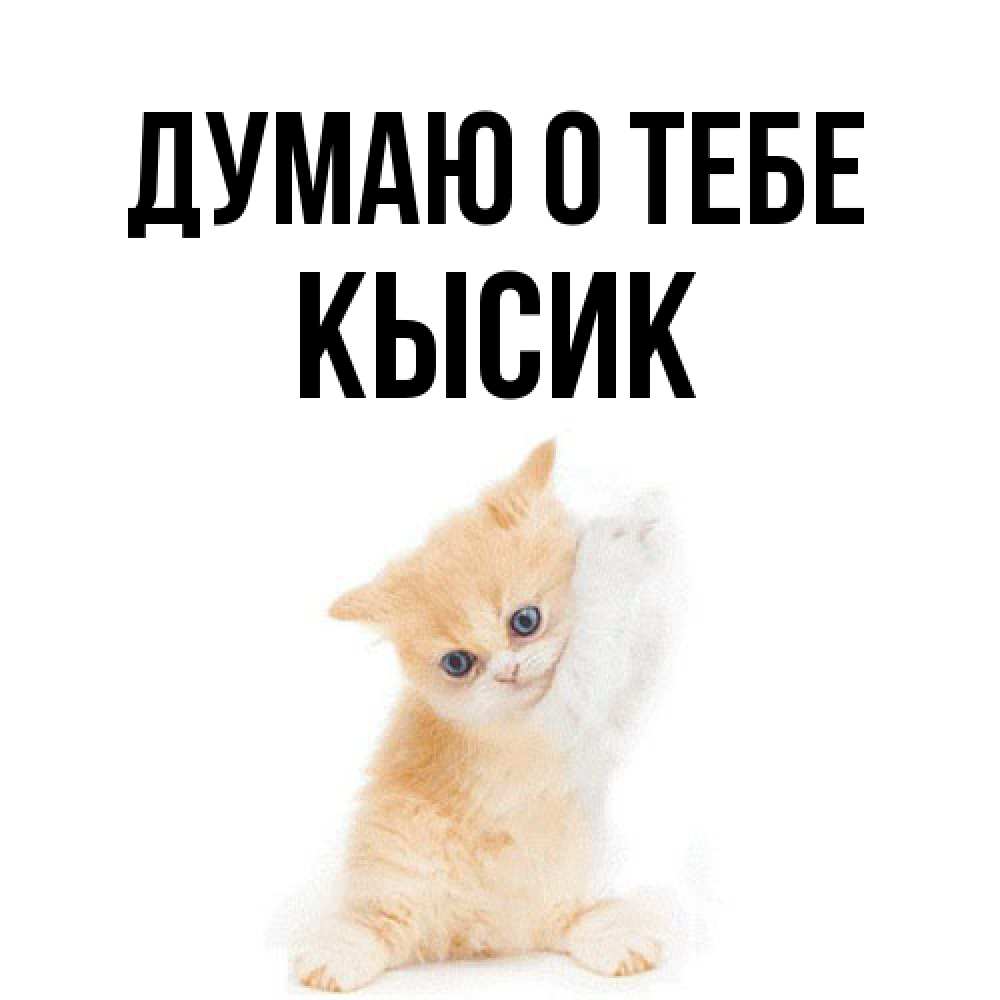 Открытка на каждый день с именем, Кысик Думаю о тебе зверушки и милота Прикольная открытка с пожеланием онлайн скачать бесплатно 