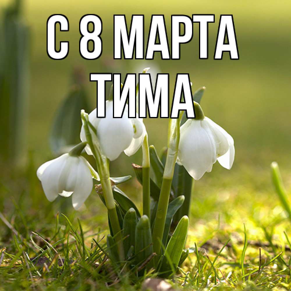 Открытка на каждый день с именем, Тима C 8 МАРТА ранние цветы 2 Прикольная открытка с пожеланием онлайн скачать бесплатно 
