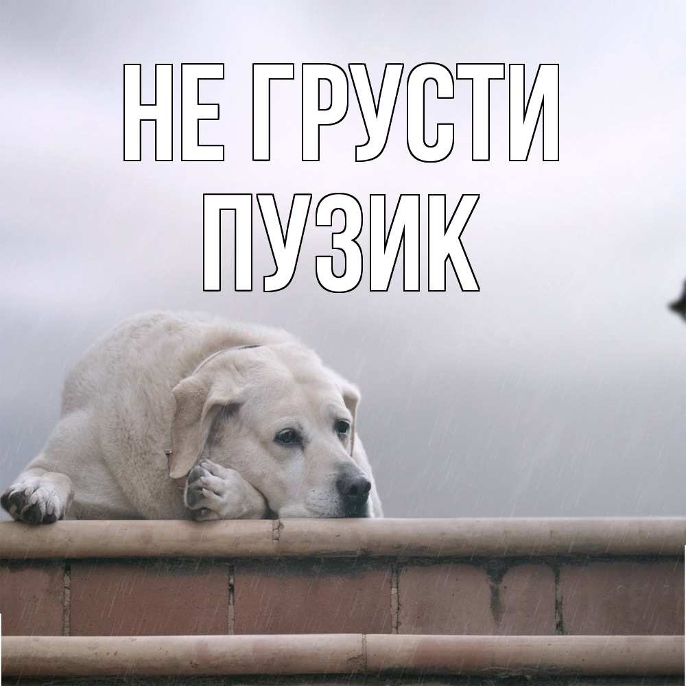 Открытка на каждый день с именем, Пузик Не грусти белый пес 1 Прикольная открытка с пожеланием онлайн скачать бесплатно 