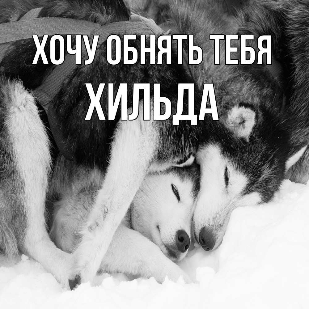Открытка на каждый день с именем, Хильда Хочу обнять тебя собачки в упряжке Прикольная открытка с пожеланием онлайн скачать бесплатно 