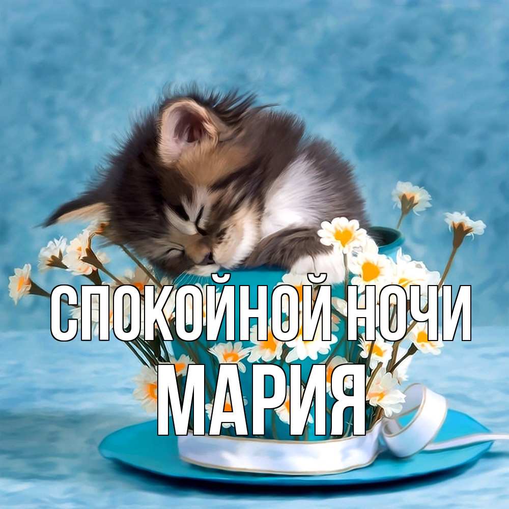 Открытка на каждый день с именем, Мария Спокойной ночи котенок спит в кружке с блюдцем Прикольная открытка с пожеланием онлайн скачать бесплатно 