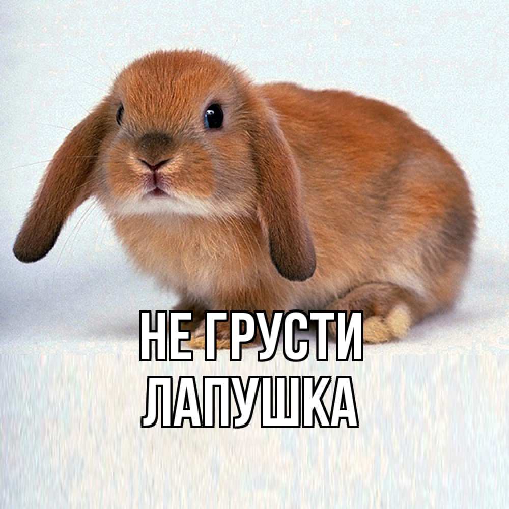 Открытка на каждый день с именем, лапушка Не грусти рыжий зая Прикольная открытка с пожеланием онлайн скачать бесплатно 