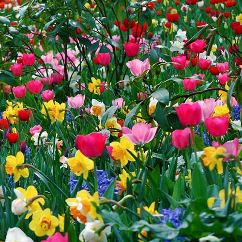 Картинка C 8 МАРТА, Мурчик