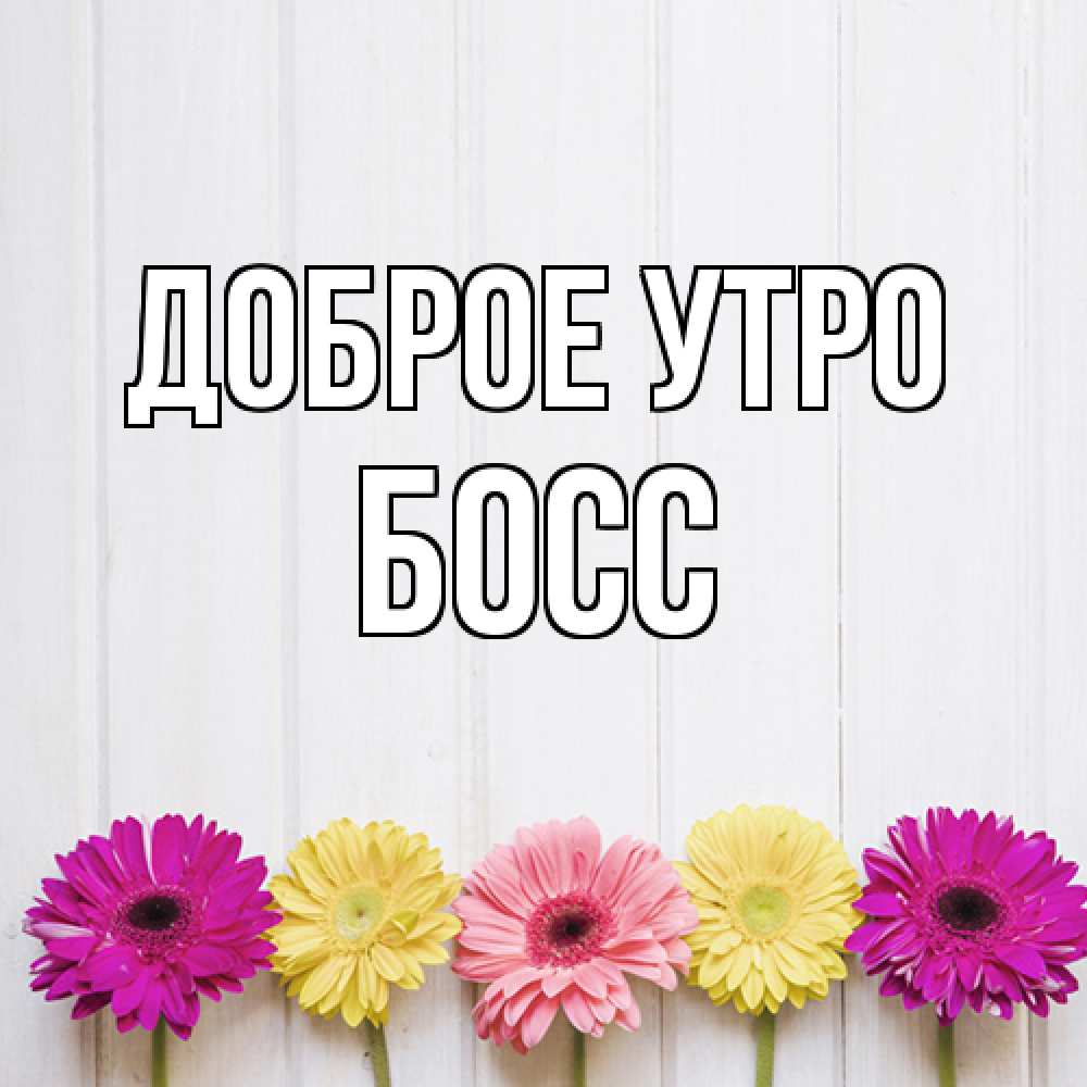 Открытка на каждый день с именем, Босс Доброе утро красный желтый и розовый цветок Прикольная открытка с пожеланием онлайн скачать бесплатно 