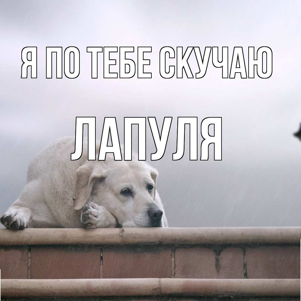 Открытка на каждый день с именем, Лапуля Я по тебе скучаю ждет Прикольная открытка с пожеланием онлайн скачать бесплатно 
