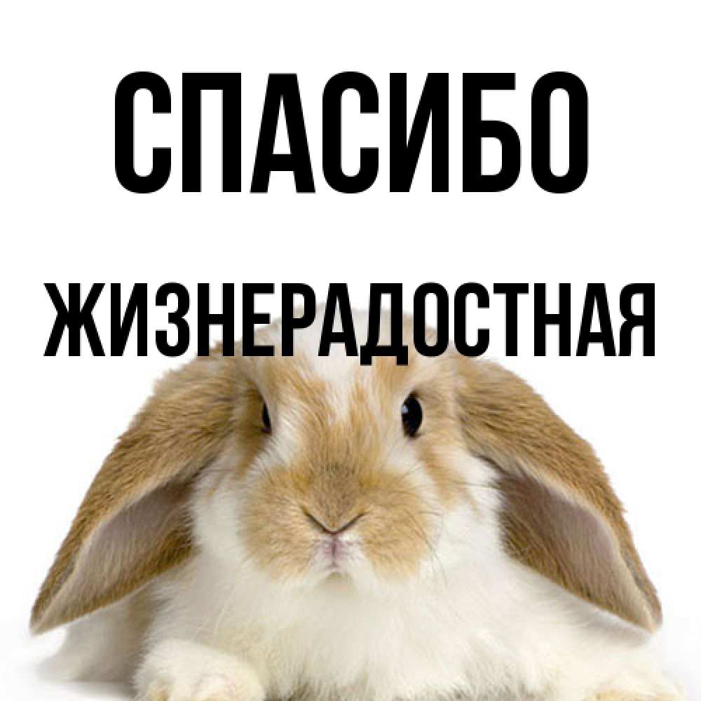 Открытка на каждый день с именем, Жизнерадостная Спасибо коричнево белый заяц Прикольная открытка с пожеланием онлайн скачать бесплатно 