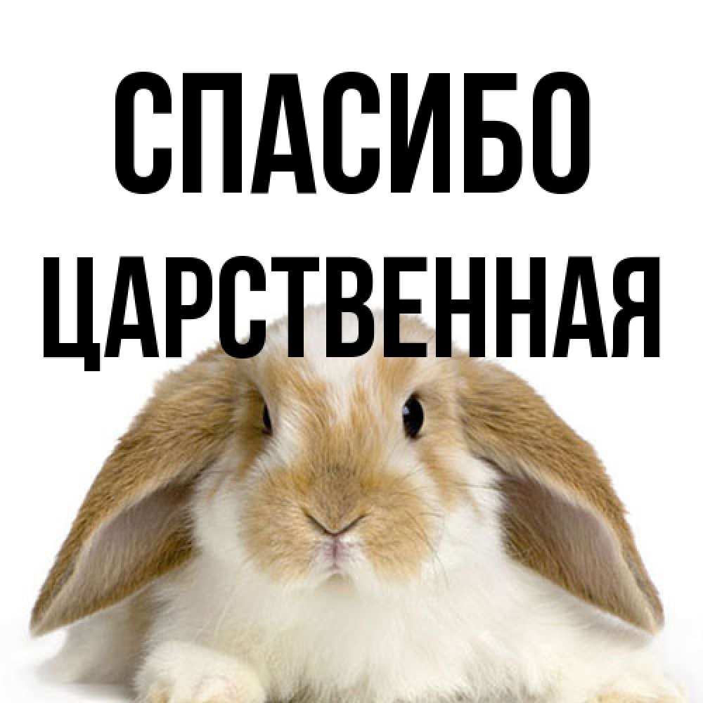 Открытка на каждый день с именем, Цаpственная Спасибо коричнево белый заяц Прикольная открытка с пожеланием онлайн скачать бесплатно 