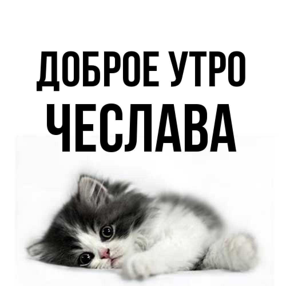 Открытка на каждый день с именем, Чеслава Доброе утро кот лапки Прикольная открытка с пожеланием онлайн скачать бесплатно 