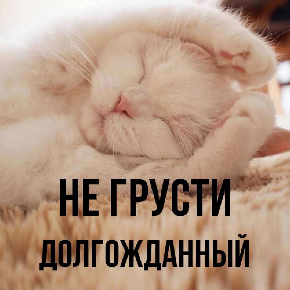 Открытка на каждый день с именем, Долгожданный Не грусти Котенок спит Прикольная открытка с пожеланием онлайн скачать бесплатно 