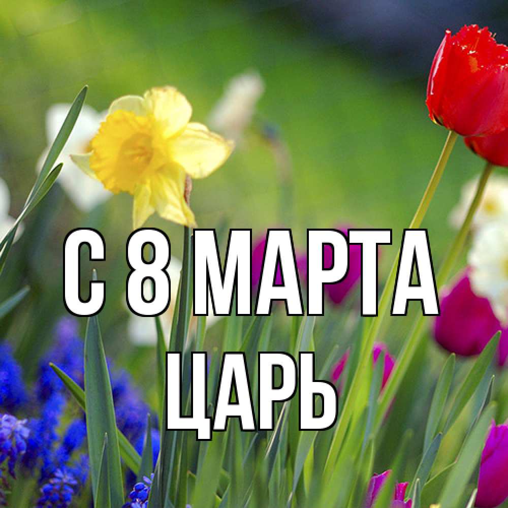 Открытка на каждый день с именем, Царь C 8 МАРТА международный женский день 3 Прикольная открытка с пожеланием онлайн скачать бесплатно 